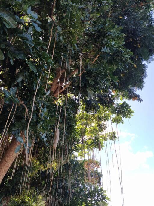 Dous'Inn Kreyol Appartement Avec Free Wifi Grand-Bourg  Exterior foto